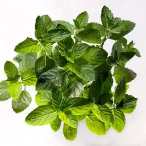 Spearmint leaves.