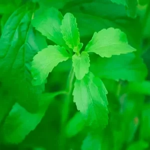 Stevia plant.