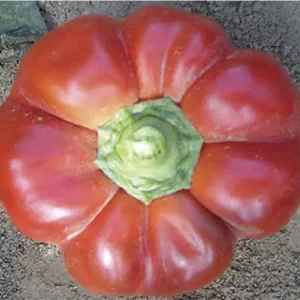Gogomax F1 Pepper is Mid-Early hybrid bell pepper with a vegetation period of 90-95 days.